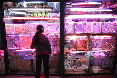 Kunming Market