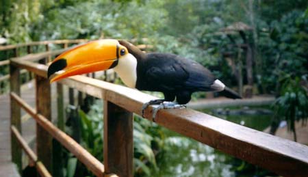 Toucan