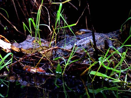Caiman � Tortuguero