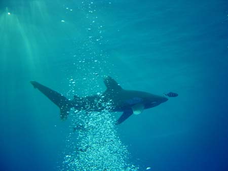 Dr�le de rencontre en Mer Rouge !