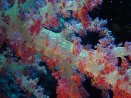 Superbes Alcyonaires en Mer Rouge