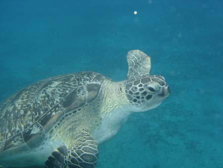 Quelle belle surprise inattendue cette tortue !!!