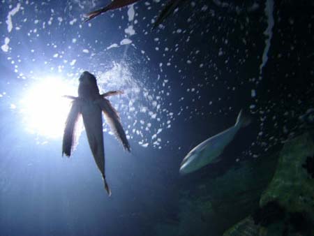 Poisson volant