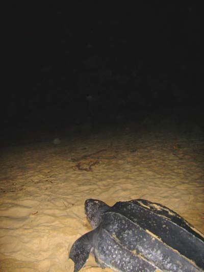 Ponte de tortues luth sur la plage
