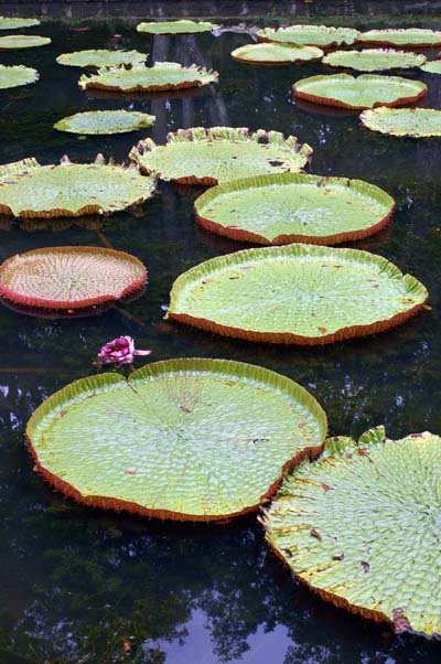 N�nuphars de Pamplemousse