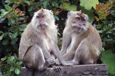 Singes � Chamarel