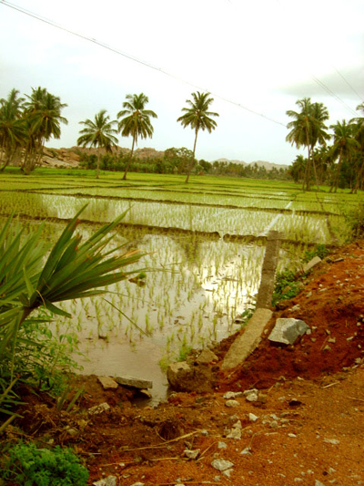 Rizi�res, Hampi