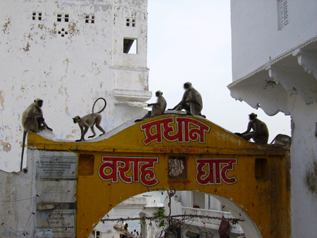 Singes de Pushkar