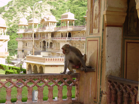 Singe dans un temple pr�s de Ja�pur