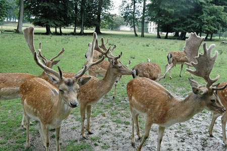 Parc du Ch�teau de Rozoy Bellevalle