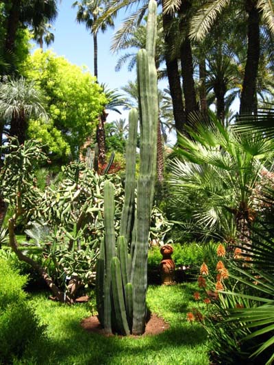 Cactus