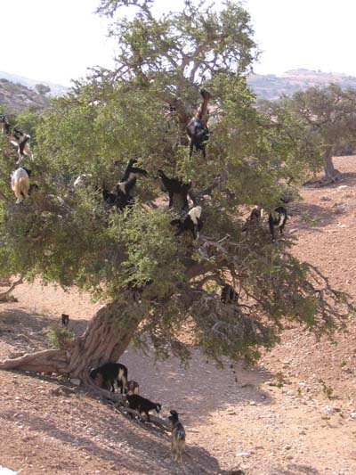 Ch�vres dans un arganier