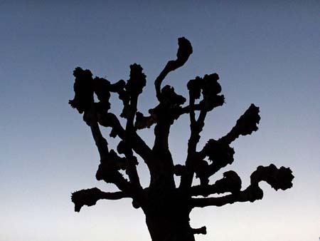 Arbre � Lisieux