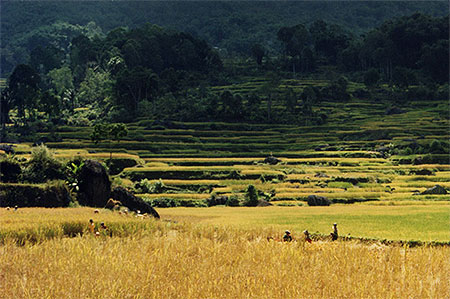 Campagne Toraja