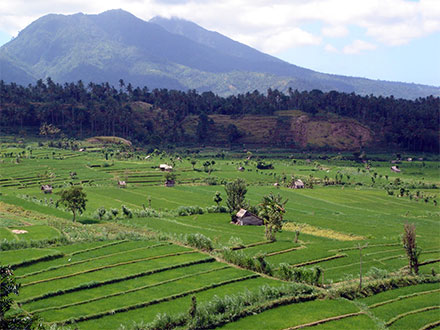 Rizi�res de Bali