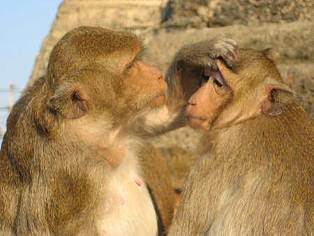 Tendresse � Lopburi
