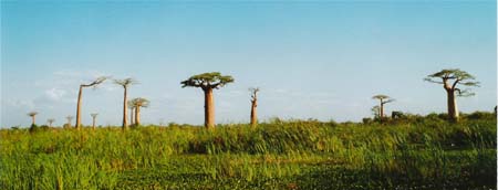 Travail des rizi�res au milieu des baobabs
