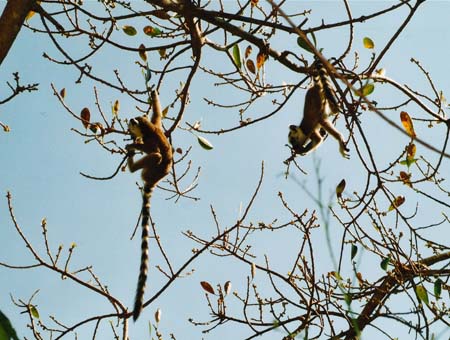 L�murien cata en suspension