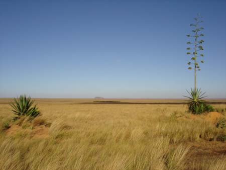 Fleur de sisal