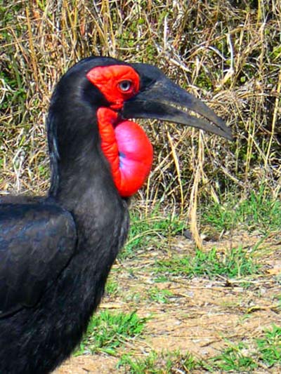 Oiseau au parc Kruger