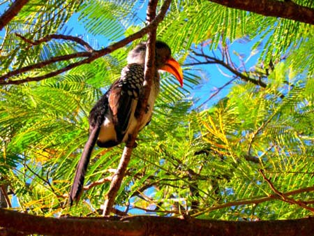 Oiseau au parc Kruger