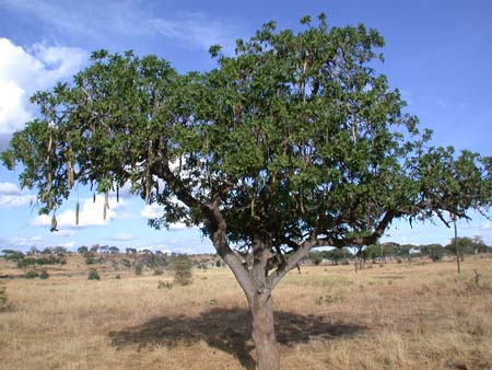 L'arbre � saucisses