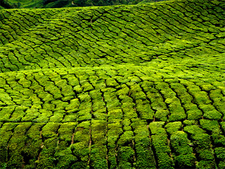 Plantations de th�