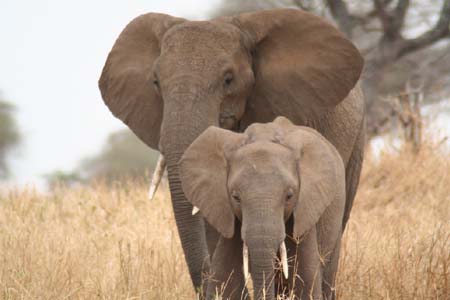 El�phants