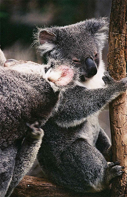 Koalas