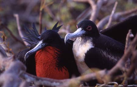 Couple de fr�gates