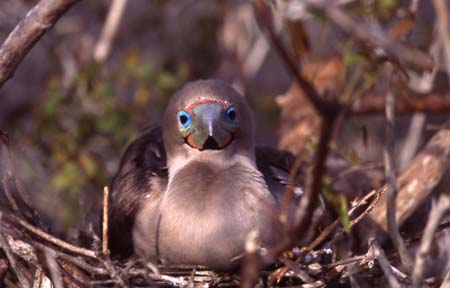 Fou � pattes rouges