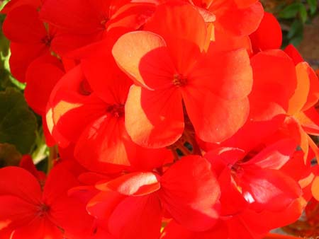 Rouge !