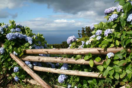 Hortensias