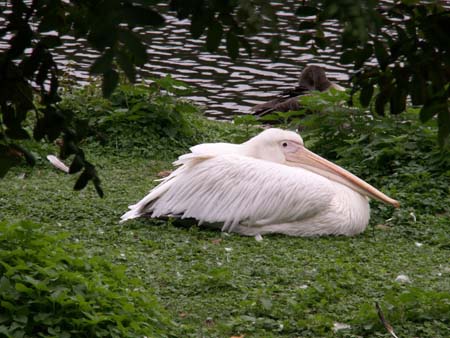Sieste d'un p�lican