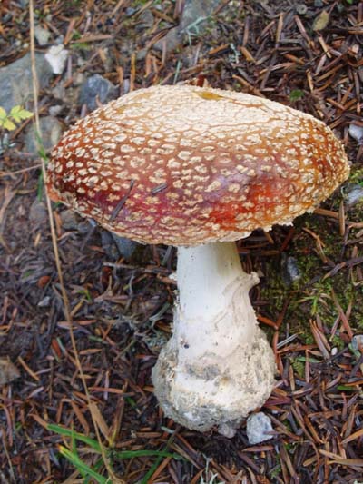 Amanite Tue-Mouche