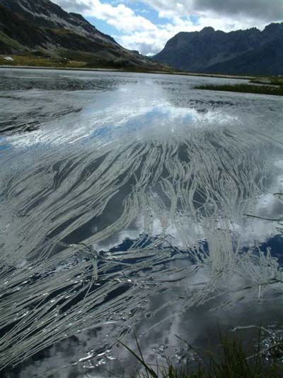 Lac longet