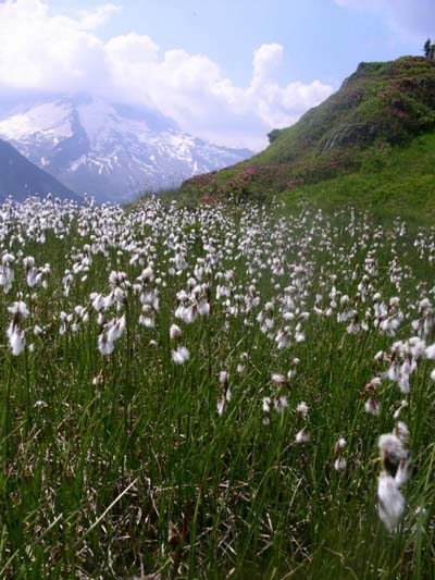 Linaigrettes aux Posettes