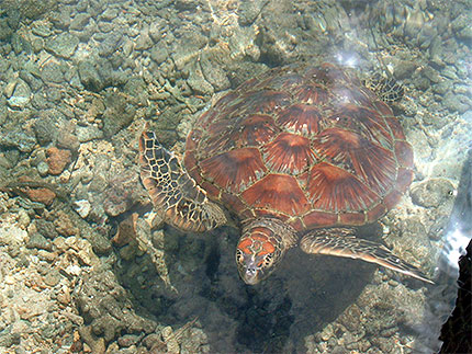 Tortue � Tahaa