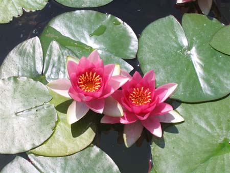 Cordoue, n�nuphars ensoleill�s !