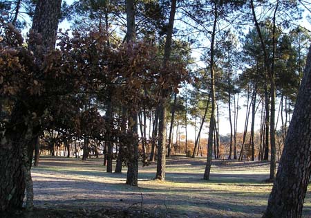 Sous-bois du lac