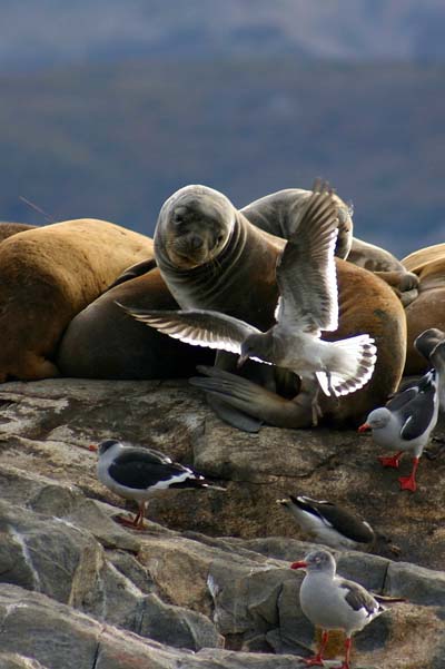 Le phoque et la mouette - Ushuaia