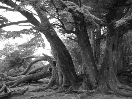 Arbre � Ushua�a