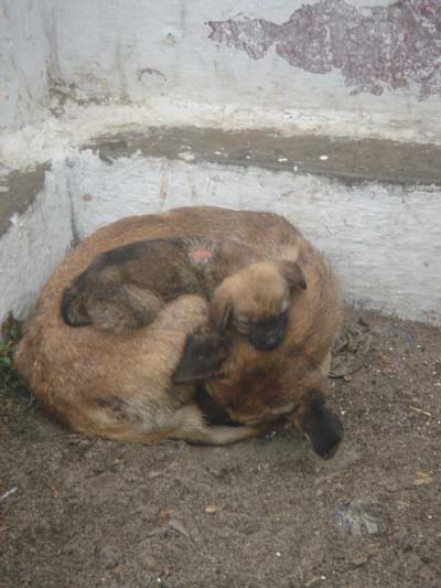 Le r�confort de Maman