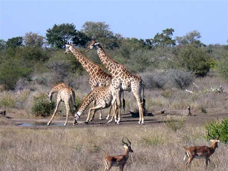 Girafes et springboks autour d'un point d'eau