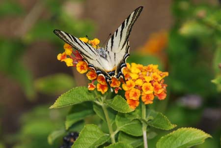 Papillon ou t�te de mort ?