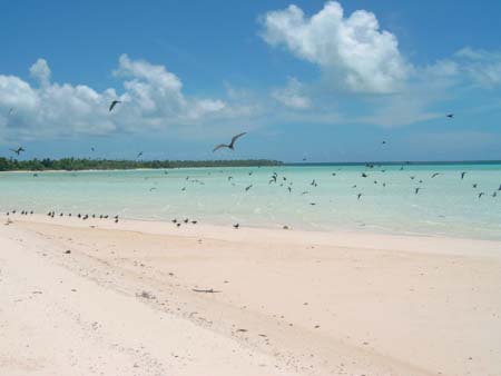 Tetiaroa, l'�le aux oiseaux
