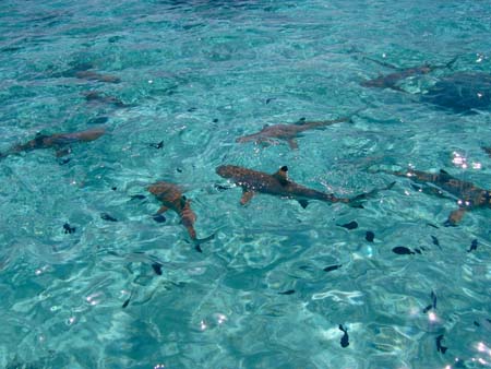 Requins � Moorea