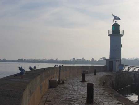 Mouettes au matin � La Flotte