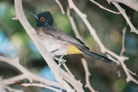 Sociable weaver, d�sert du Namib
