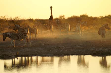 Point d'eau au coucher du soleil d'Etosha